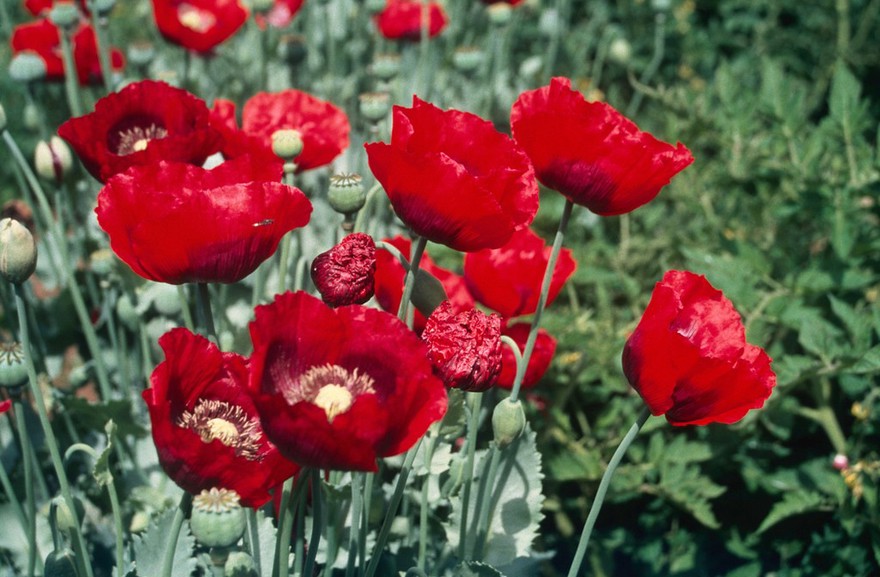 Papaver somniferum (Opium poppy)