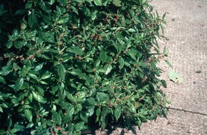 view Parietaria diffusa (Pellitory-of-the-wall)