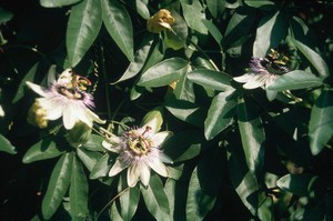 view Passiflora caerulea (Common Passion flower)