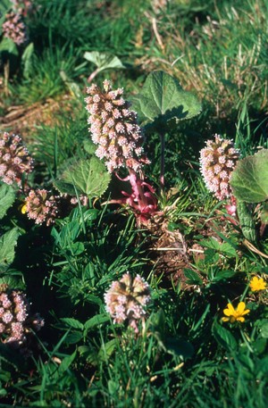 view Petasites hybridus (Butterbur)