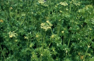 view Petroselinium Crispum (Parsley)