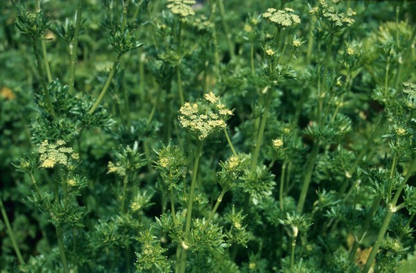 Petroselinium Crispum (Parsley)