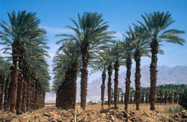 Phoenix Dactglifera (Date palms)