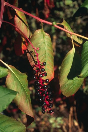 view Phytolacca dodecandra (Pokeroot or Endod)