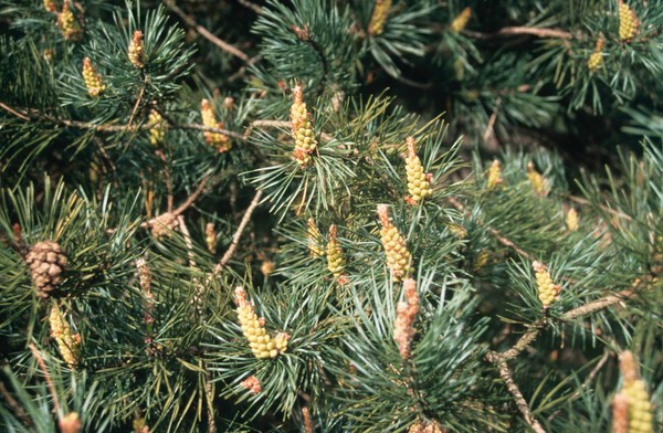 Pinus Sylvestris (Pine) (Scots)