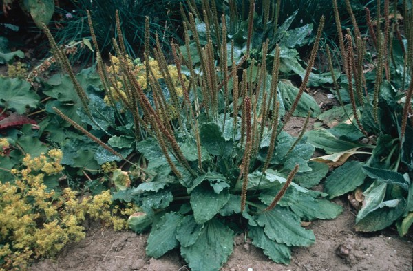 Plantago major (Greater plantain). Shows basal rosettes of long stalked ovate leaves and tall flower spikes. The aqueous extracts have been used a great deal in the cosmetic industry. Crushed plaintain has also been used to stop bleeding in wound management. The stems and seeds have been used as cage-bird food; the distilled water as an eye lotion, and the tincture in home-made dental remedies.