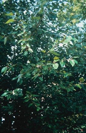 Populus Gileadensis (Balsam poplar)