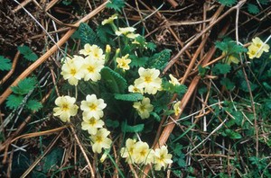 view Primula Vulgaris (Primrose)