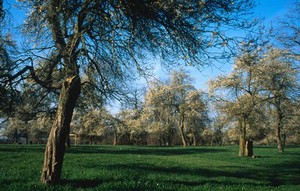 view Prunnus Insititia (Damson)