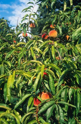 Prunu Persica (Peach)