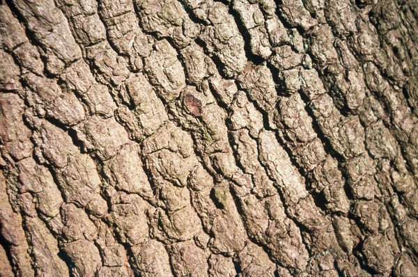 Quercus Robur (English Oak)