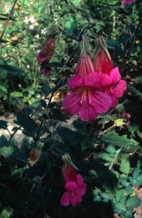 Rehmannia Angulata (Chinese Foxglove)