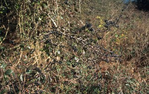 view Rhamnus cathartica (Common buckthorn)