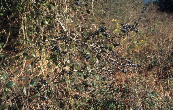 Rhamnus cathartica (Common buckthorn)