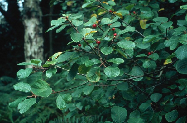 Frangula alnus (Alder buckthorn)