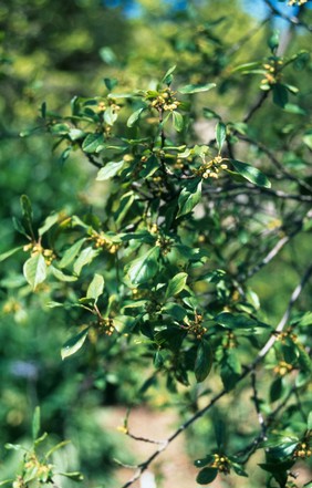 Rhamnus Purshiana (Cascara)