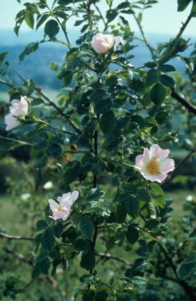 Rosa Canina (Dog Rose)