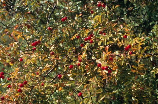 Rosa Canina (Dog Rose, Hips)