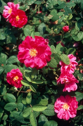 Rosa Gallica (The Apothecary's Rose)