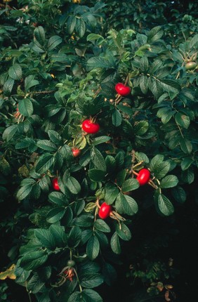Rosa rugosa (Japanese rose). Shows large globose red hips and deeply wrinkled darkish green leaves.
