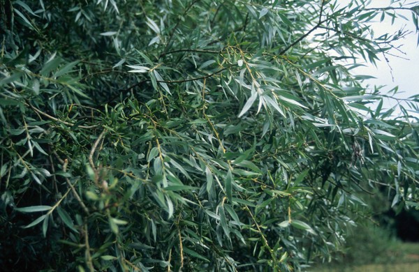 Salix Alba (White Willow)