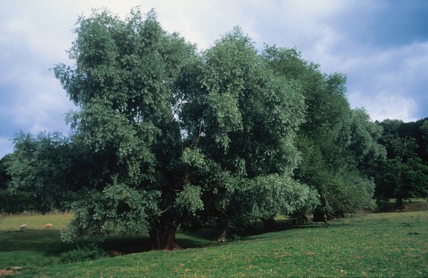 Salix Alba (White Willow)