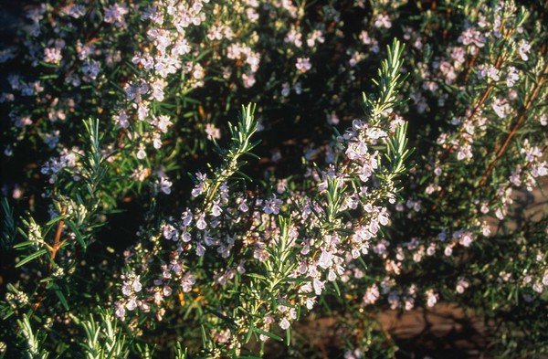 Rosmarinus Officinalis (Rosemary)