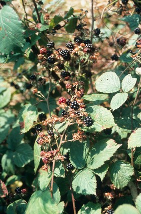 Rubusfructicosus (Blackberry)