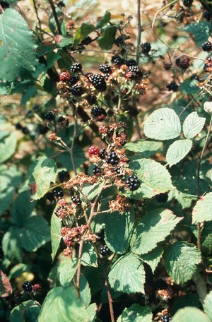 view Rubusfructicosus (Blackberry)