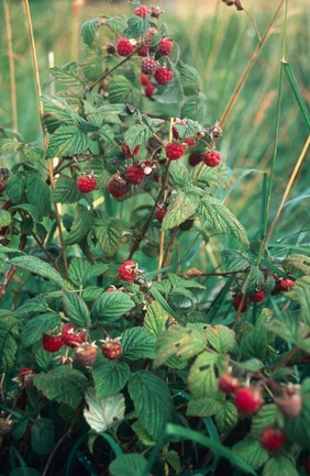 Rudus Idaeus (Raspberry Leaf)