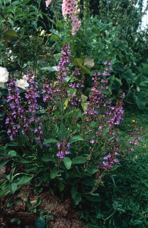 view Salvia Officinalis (Sage)