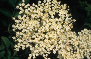 view Sambucus Nigra (Elderflower)