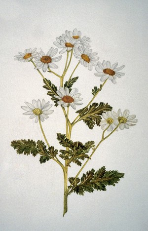 view Tanacetum parthenium (Feverfew)