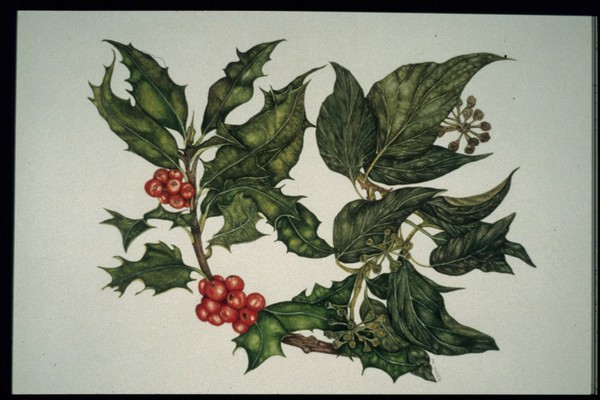 Ilex aquifolium (Holly) Hedera helix (Ivy)