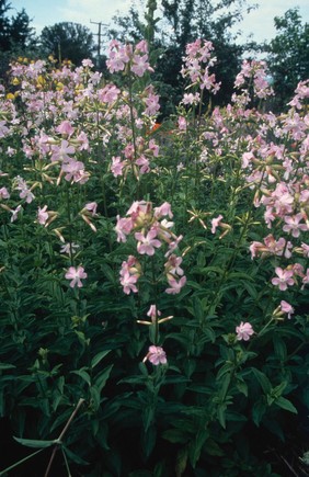 Saponaria (Soapwort)