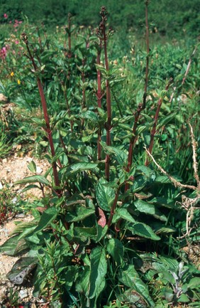 Scrophularia nodosa (figwort)