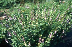 view Scutellaria lateriflora (Virginian scullcap)