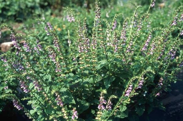 Scutellaria lateriflora (Virginian scullcap)