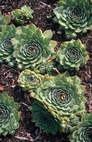 view Sempervivum tectorum (houseleek)