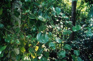 view Smilax China (China root)