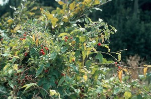 view Solanum Dulcamara (Bittersweet - Woody nightshade)