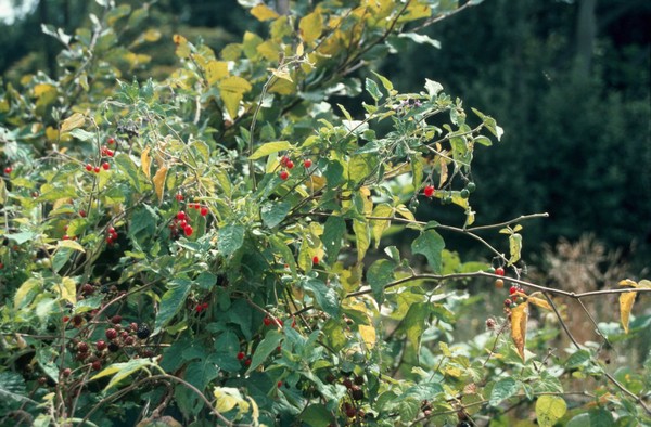 Solanum Dulcamara (Bittersweet - Woody nightshade)