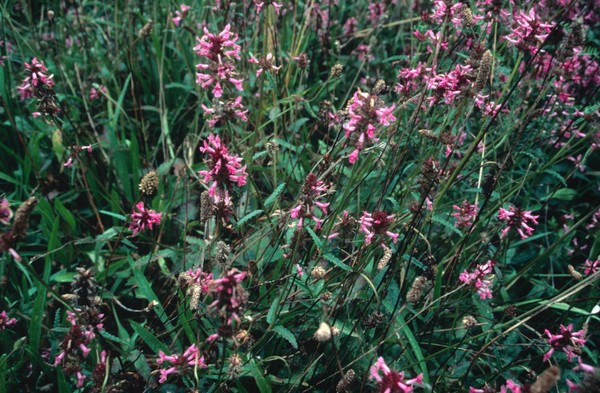 Stachys Betonica (Wood Betony)