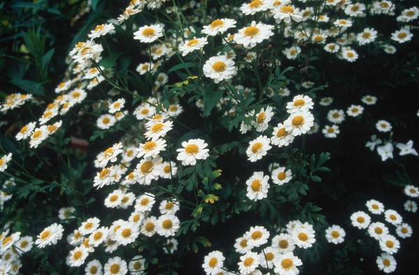 Tanacetum Parthenium (Feverfew)