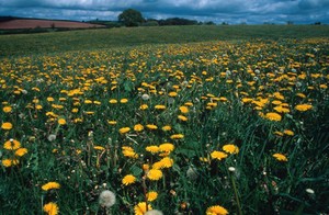 view Taraxacum Officinale (dandelion- field of)