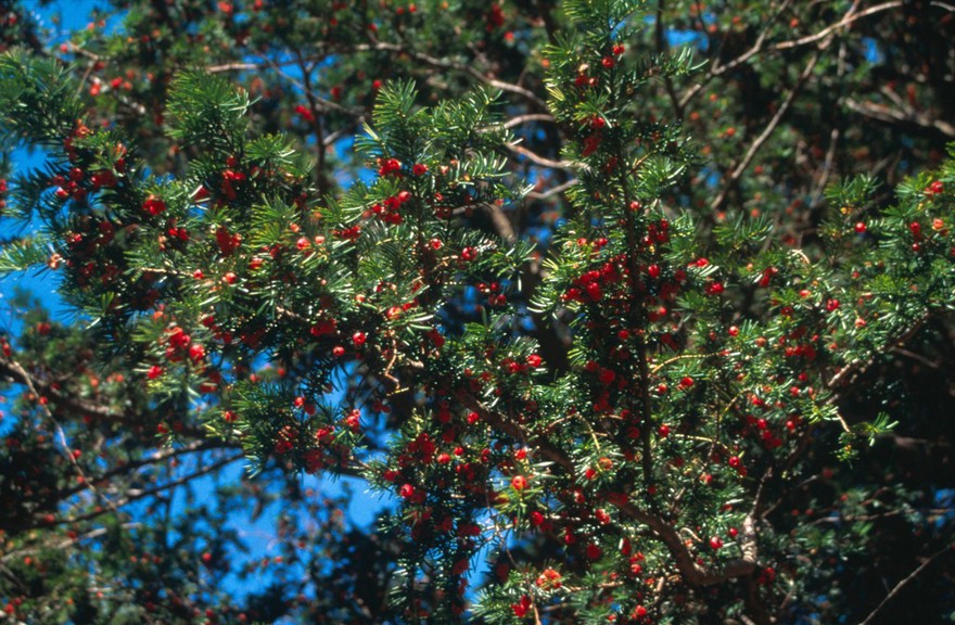 Taxus Baccata (Yew)