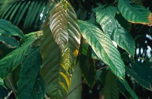 view Theobroma Cacao (CoCoa tree)