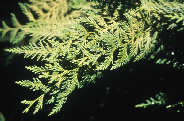 Thuja Occidentalis (White Cedar)