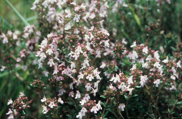 Thymus Vulgaris (Garden Thyme)