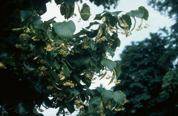 Tilia sp (Lime tree)